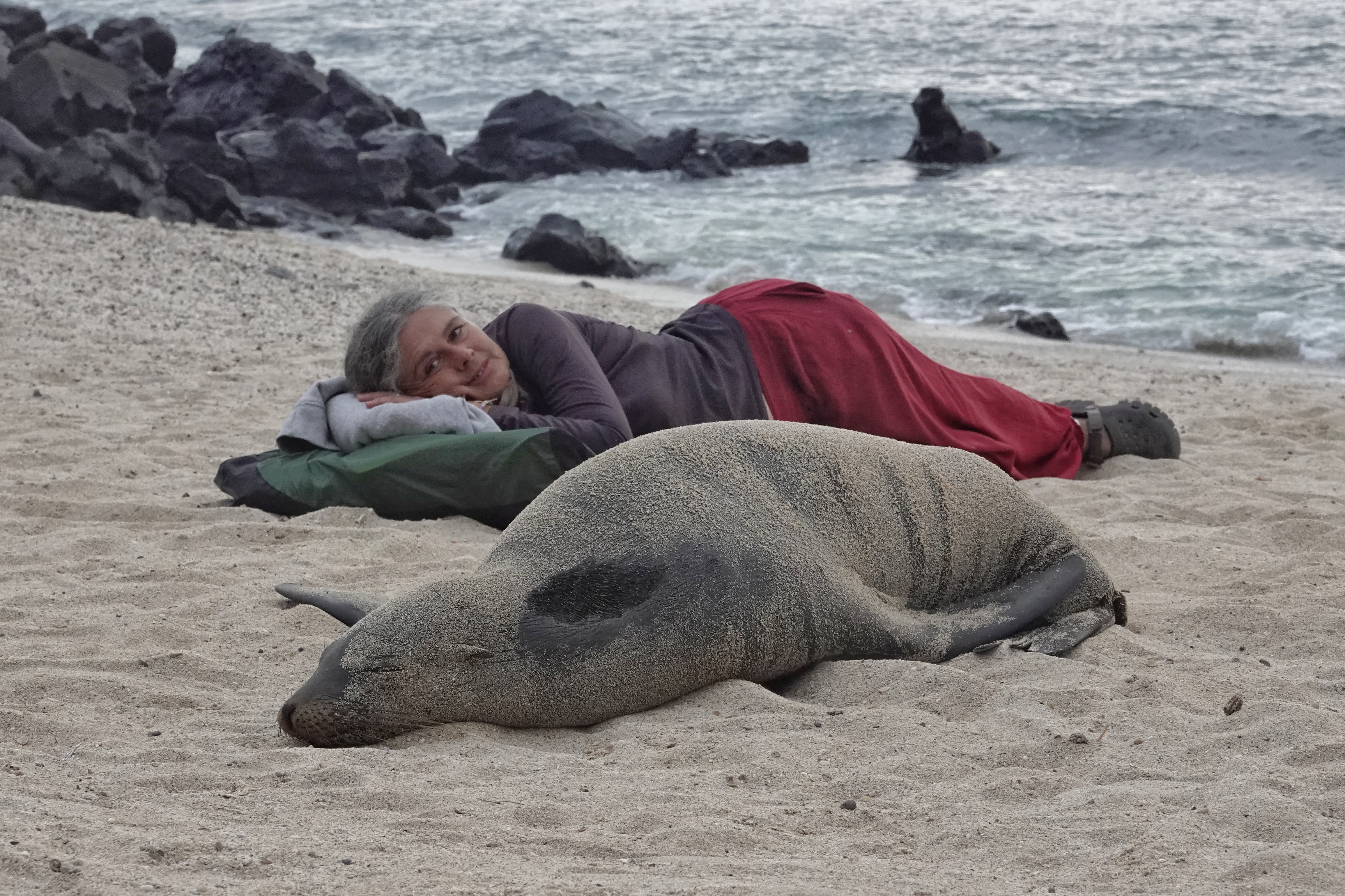Otaries sur la plage